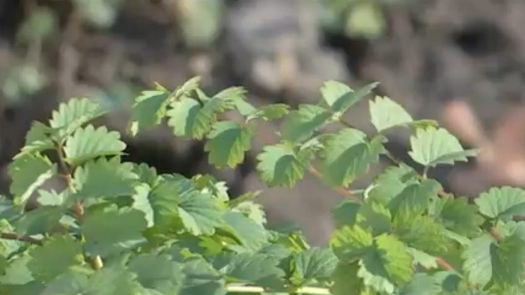 Ce este poterium planta noua din Romania cu gust de castravete iute