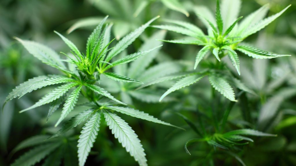 Legalizarea canabisului medicinal respinsa de Comisia de Sanatate