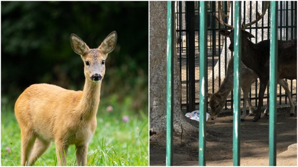 O caprioara a murit la Zoo Craiova dupa ce a mancat o punga de pufuleti aruncata de vizitatori