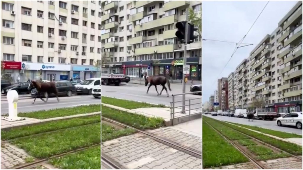 Un cal alearga liber sub supravegherea Politiei pe un bulevard din Bucuresti Soferii glumesc Asta macar isi tine banda