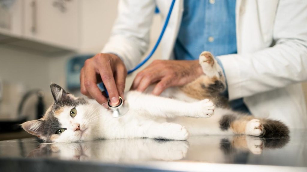 Barbat din Satu Mare retinut pentru fals ca medic veterinar