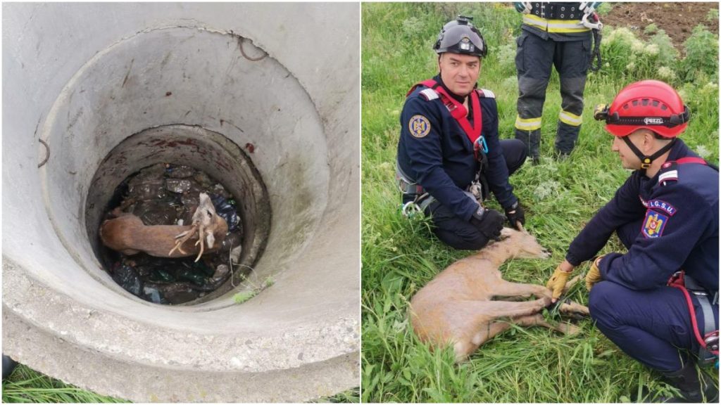 In Botosani un caprior a fost salvat dintr un put