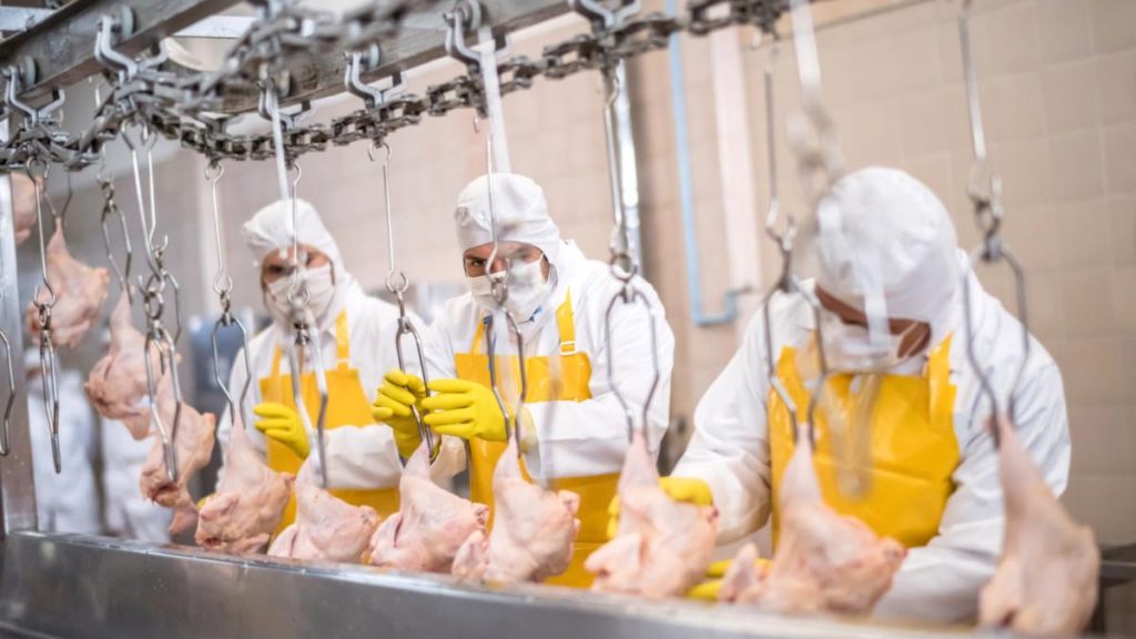 O noua fabrica moderna de carne pentru export in Romania