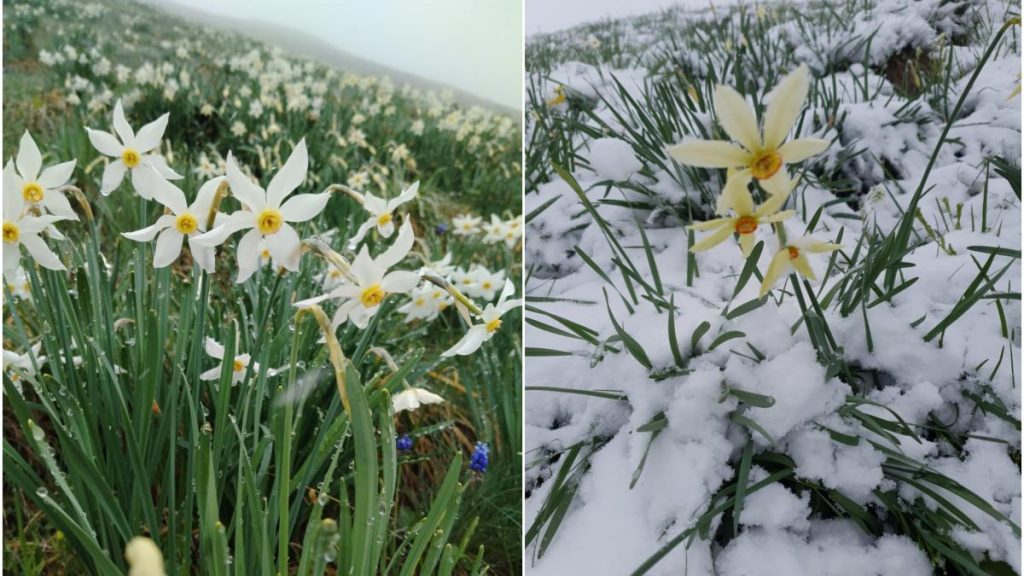 Poiana cu narcise din Muntii Rodnei a fost acoperita cu zapada
