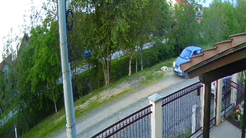 Un caine fara stapan impuscat in Timisoara politistii au suspect
