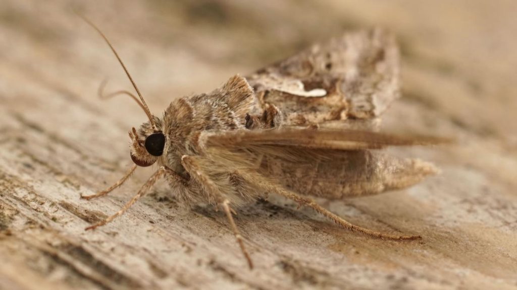 Invazia fluturilor Buha gamma in Bucuresti si orase
