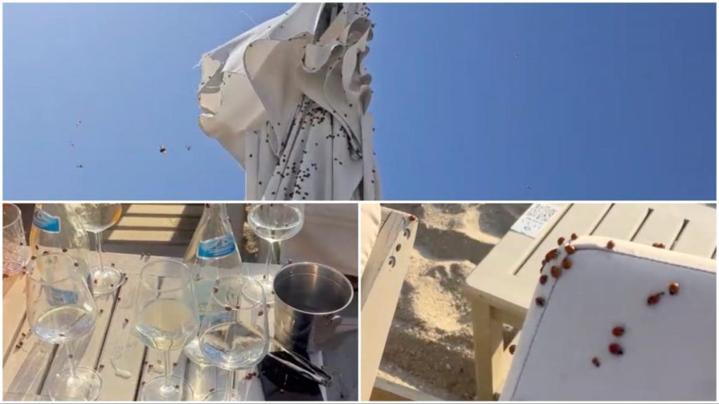 Invazie de gargarie terorizeaza turistii din Mamaia