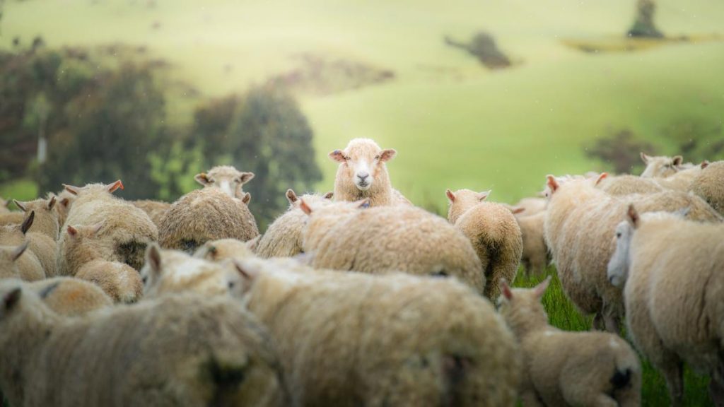 Primul caz de variola ovina in Romania Ce este virusul POX