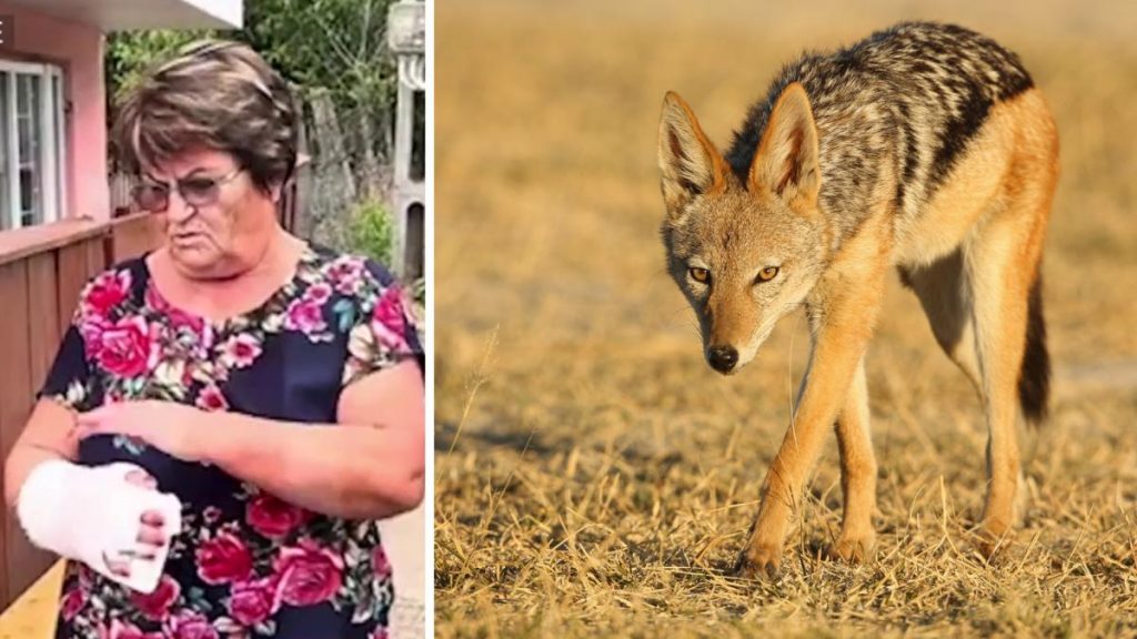 Alerte in Iasi Femeie muscata de sacal acasa