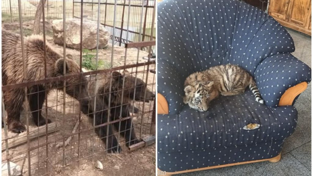 Barbat din Dambovita a facut zoo ilegal in curte