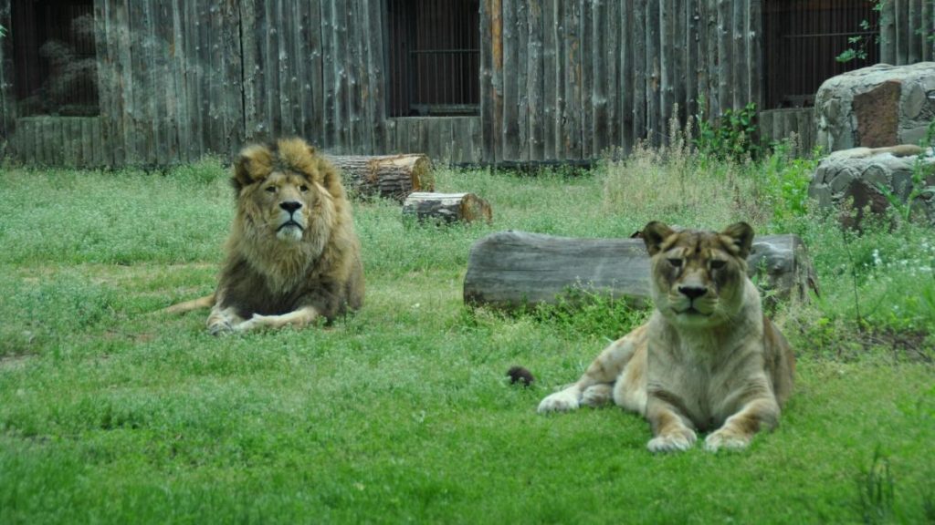 Gradina Zoologica din Bucuresti s a redeschis dupa furtuna