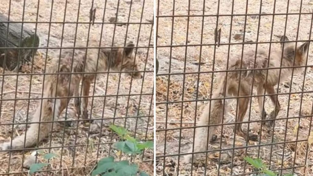 Imagini socante cu o vulpe speriata la Zoo Ramnicu Valcea