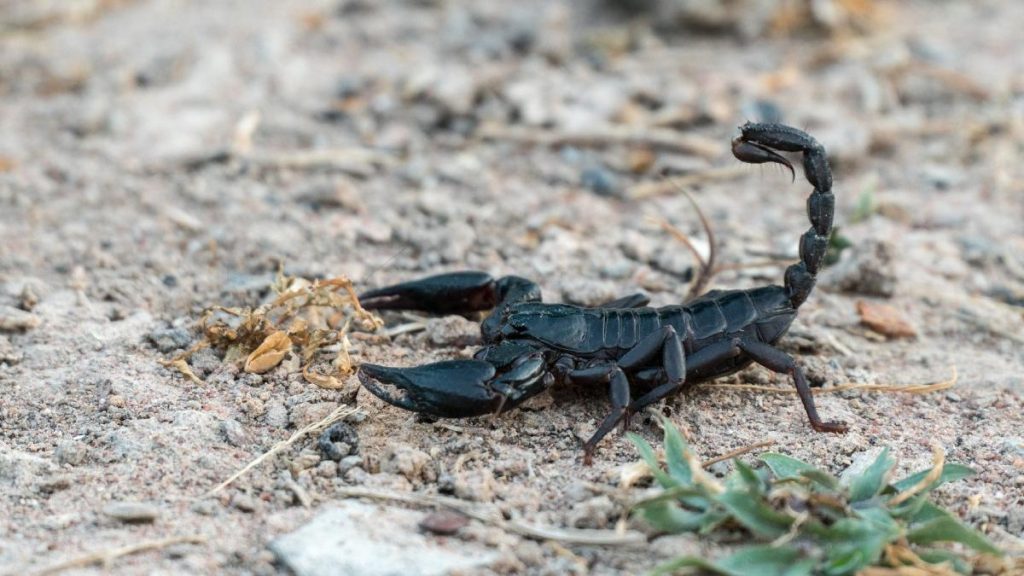 Invazie de scorpioni in zona montana a Buzului