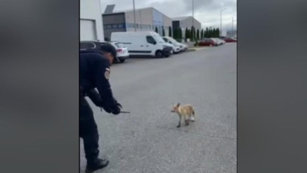O vulpe speriata si dezorientata a fost salvata de jandarmi