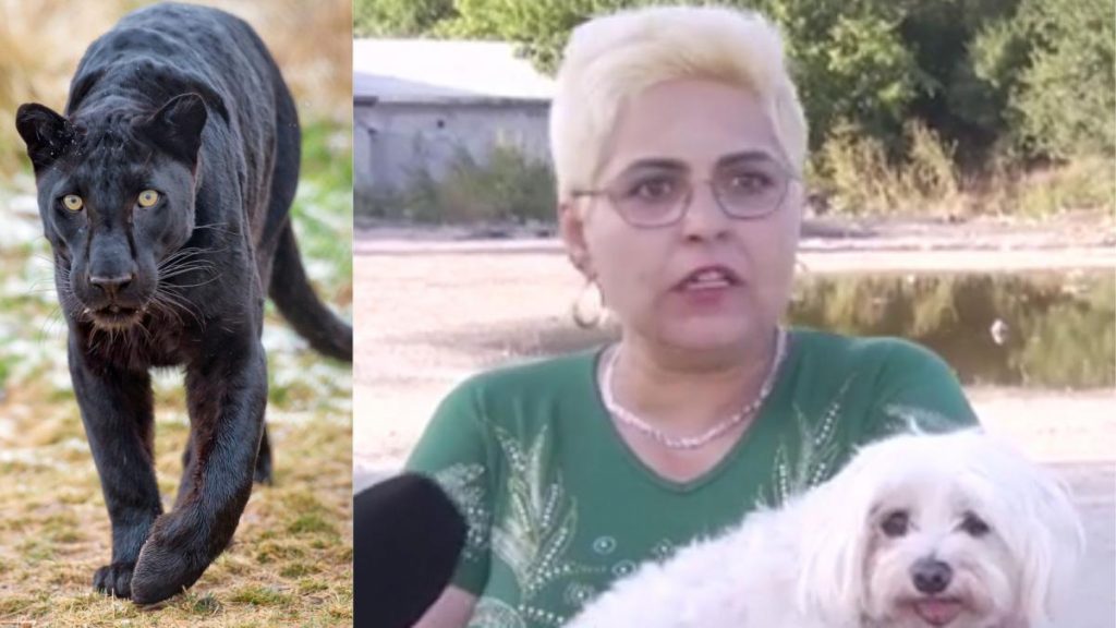 Oamenii din Giurgiu terorizati de pantera bulgara