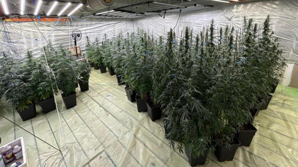 Polist din Dambovita si sotia prinsi cu cannabis indoor