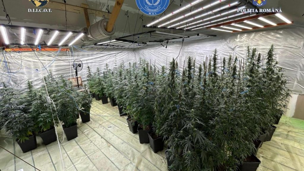 Politist infractor cultiva canabis acasa 121 plante confiscate
