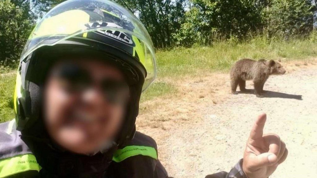 italianul mort pe transfagarasan hranea ursoaica agresiva