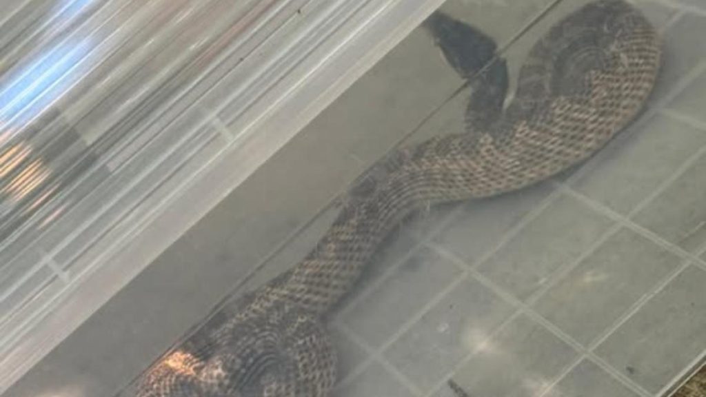 Balaur dobrogean de un metru prins in Constanta