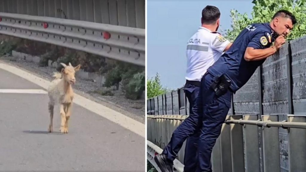 Iezi blocheaza circulatia pe A1 interventia politiei