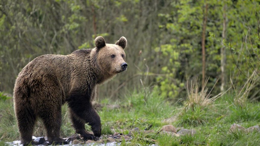 fenomen alarmant localnicii otravesc ursii in romania