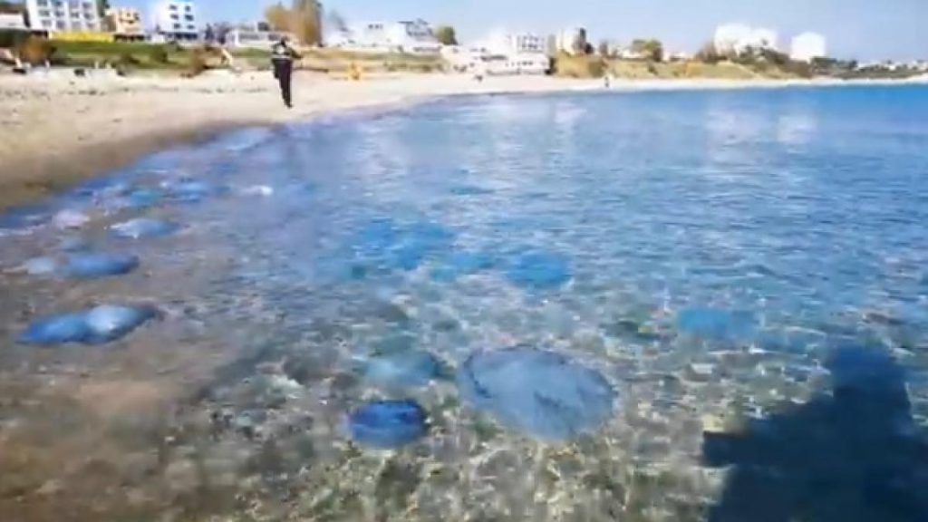Turistii sunt exasperati de meduzele de pe litoral